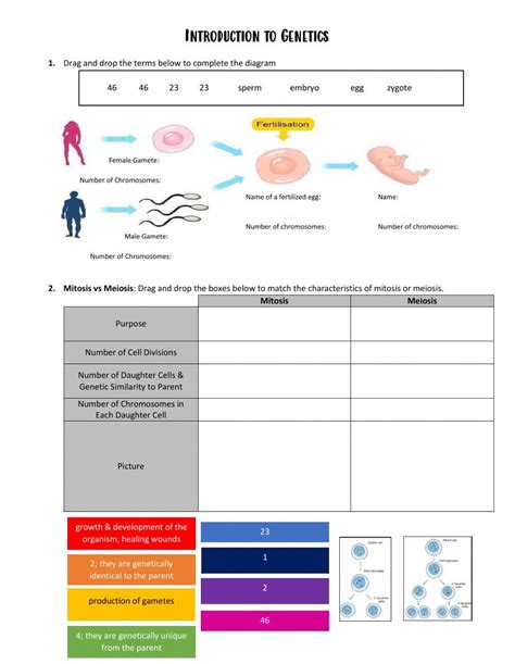 Genetics Introduction Worksheet に対する画像結果