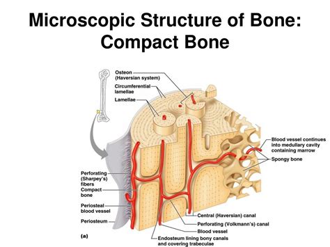 Image result for Basic Structure of Compact Bone