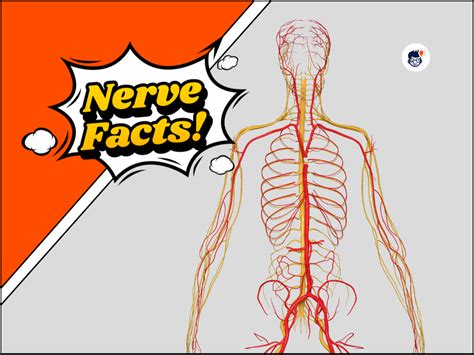 Image result for What Does a Nerve Look Like