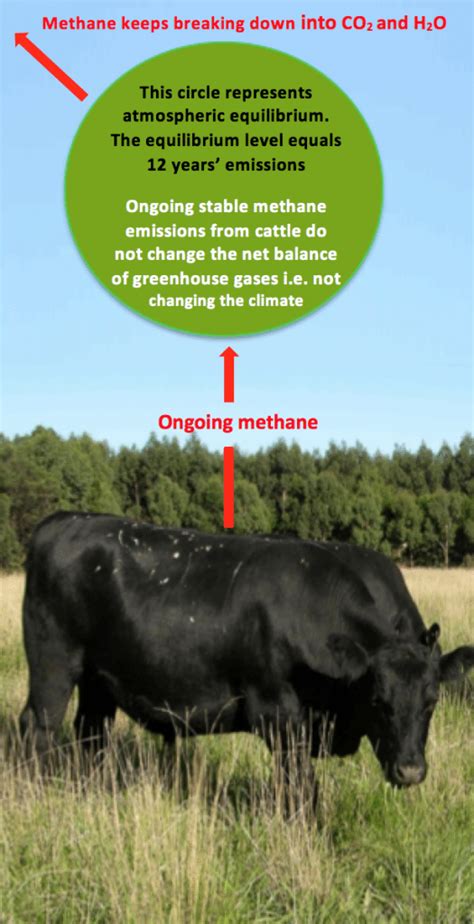 Image result for Cattle Methane