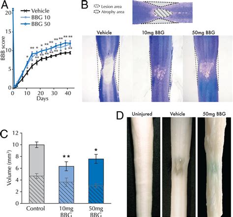 Image result for Test Lab IG BBG