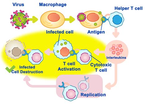 T Cells Immune System に対する画像結果