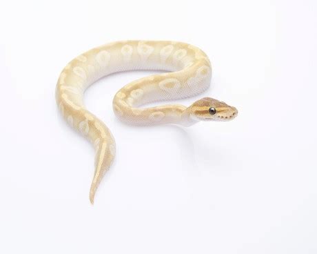 Python Regius Teeth Diagram に対する画像結果