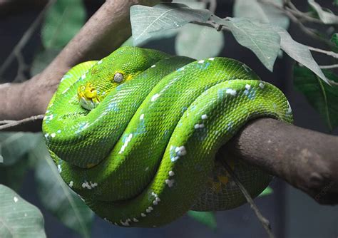 Afbeeldingsresultaten voor Side View of Green Tree Python Head