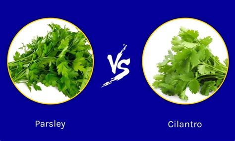 Image result for Parsley vs Cilantro