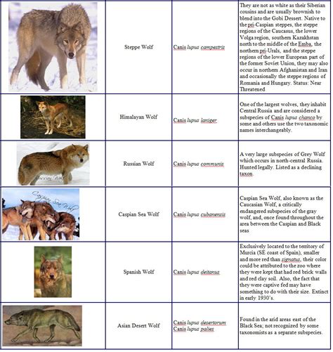 Image result for Wolf Genus