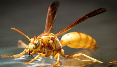 Image result for Types of Wasps in Oregon