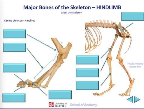 Image result for Hind Limb in Python