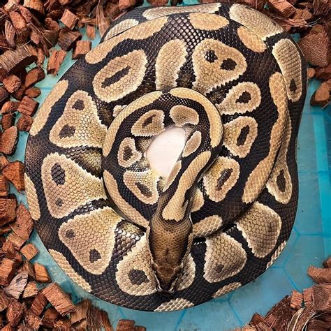 Toradh íomhá ar Scarlet Ball Python