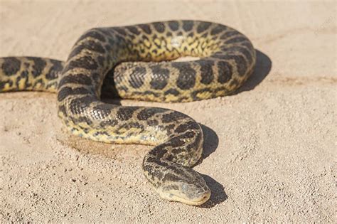 Desert Python Skin に対する画像結果