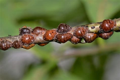 Image result for Scale Insect