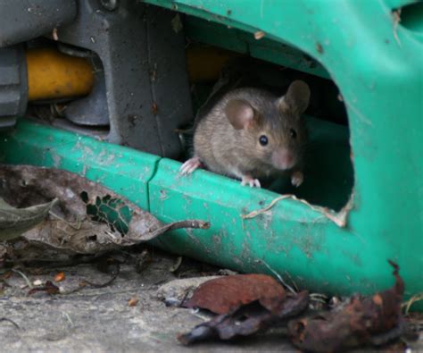 Image result for Mouse Running Around