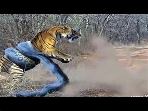 Image result for Python Gieng vs Tiger