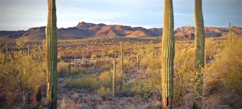 Image result for Ocelot Region