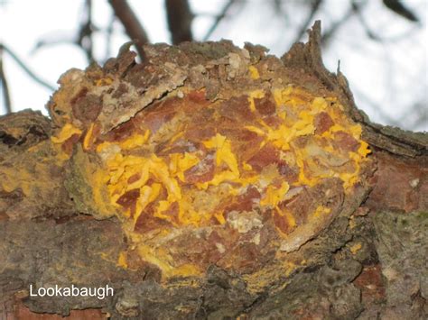 Orange Rust Tree に対する画像結果