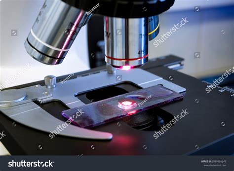 Image result for High Power On Microscope Slide