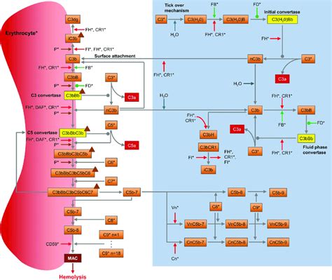 Afbeeldingsresultaten voor Complement System Alternative Pathway