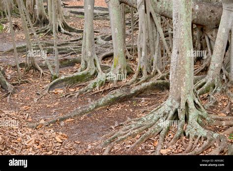 Image result for Indian Fig Tree