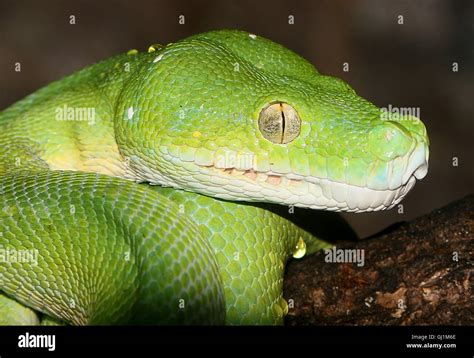 Image result for Green Tree Python Head