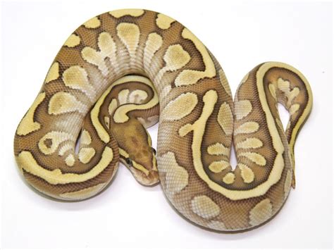 Image result for Butter Fire Ball Python