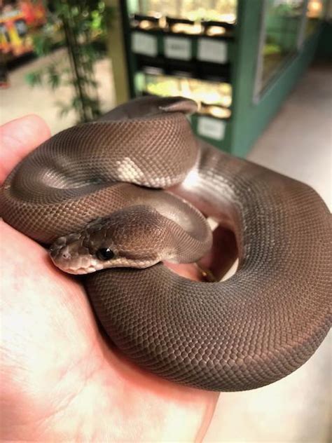 Toradh íomhá ar 8 Ball Python