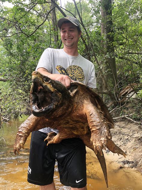 Full Size Snapping Turtle に対する画像結果