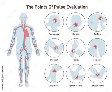 Human Pulse Rate ಗಾಗಿ ಇಮೇಜ್ ಫಲಿತಾಂಶ