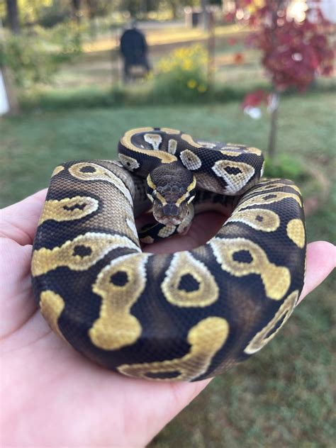 Image result for Mojave Ball Python