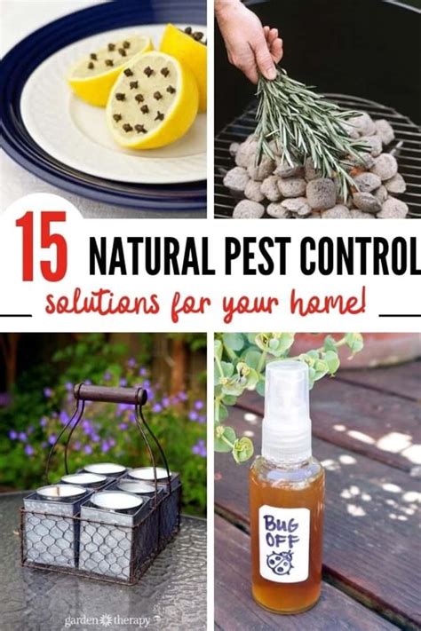 Image result for Natural Pest Control Bugs