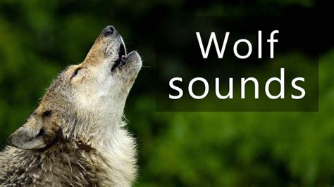 Image result for Wolves Howling Audio
