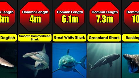 Image result for Different Size Sharks