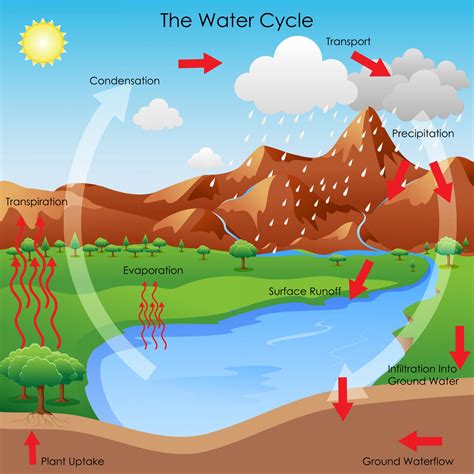 Image result for Basic Parts of Water Cycle