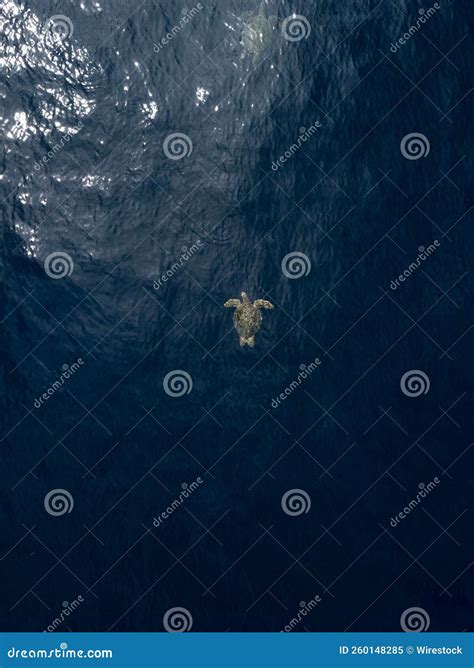 Afbeeldingsresultaten voor Turtle Top View Textured