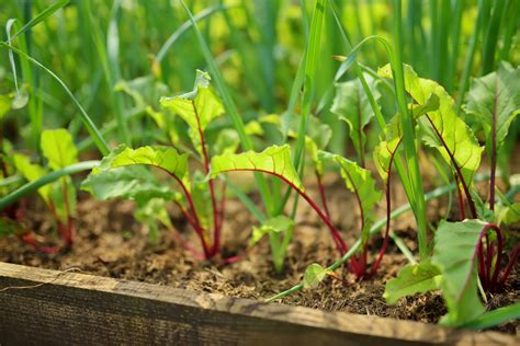 Beetroot Planting に対する画像結果