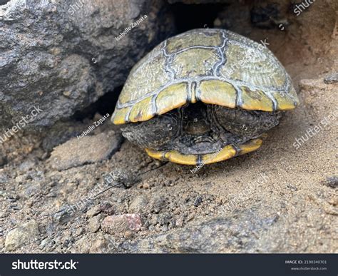 Image result for Turtle Shell Hiding