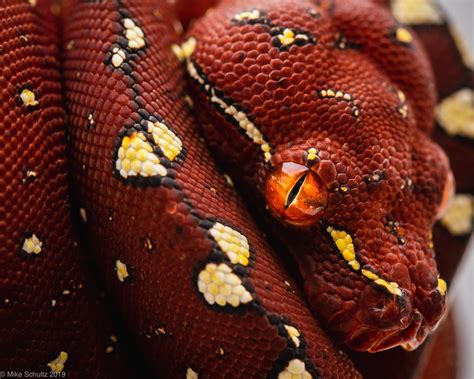 Image result for Red Tree Python Background Wallpaper