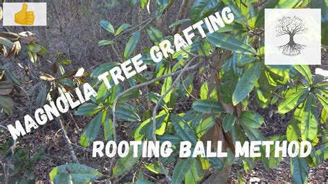 Image result for Magnolia Tree Root System