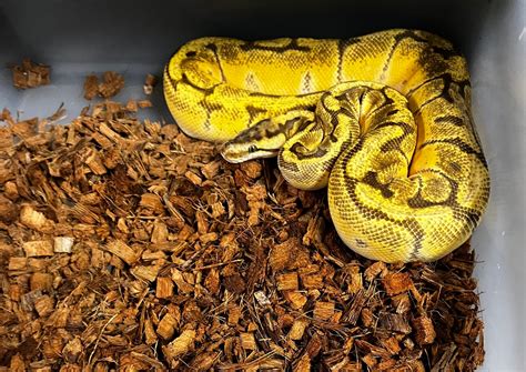 Toradh íomhá ar Spider Enchi Ball Python