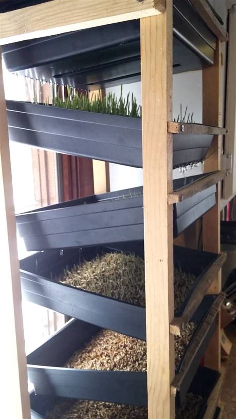 Image result for Chicken Fodder System