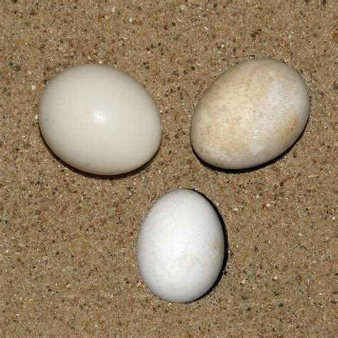 Image result for Python Eier