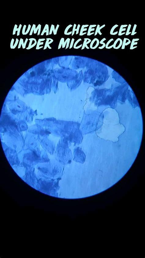 Image result for Human Cheek Cell Microscope