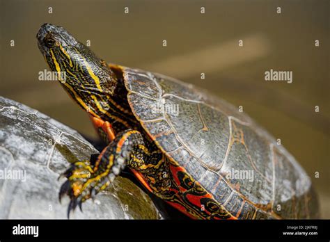 Image result for Bumpy Painted Turtle Shell