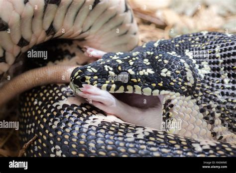 Image result for Python E Eating