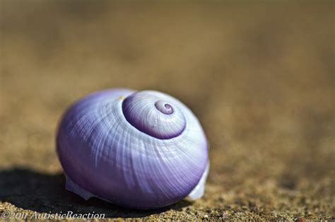 Toradh íomhá ar Purple Shells