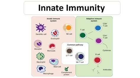 Innate Immunity Examples に対する画像結果