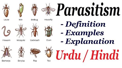 Image result for What Is Parasitism
