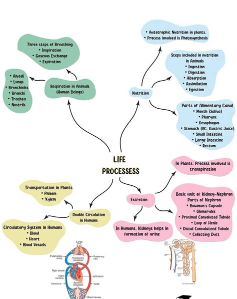 Image result for Life Processes Class 10 Flow Chart