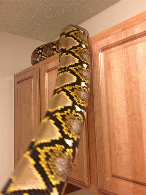 Image result for Sulawesi Python