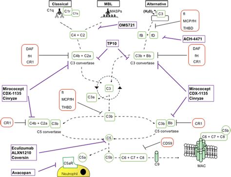 Image result for Complement C3 Production