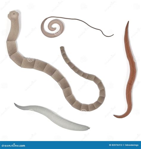 Parasite Digestive System に対する画像結果